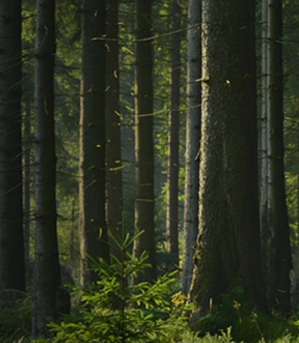     Wpływ zmian klimatu na las